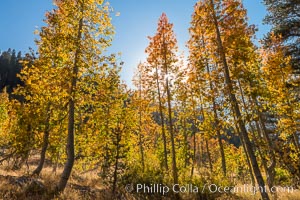 Aspens show fall colors in Mineral King Valley, part of Sequoia National Park in the southern Sierra Nevada, California