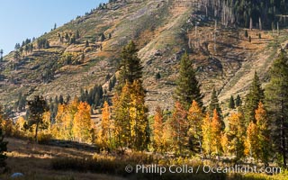 Aspens show fall colors in Mineral King Valley, part of Sequoia National Park in the southern Sierra Nevada, California