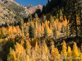 Aspens show fall colors in Mineral King Valley, part of Sequoia National Park in the southern Sierra Nevada, California