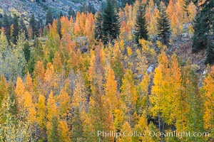 Aspens show fall colors in Mineral King Valley, part of Sequoia National Park in the southern Sierra Nevada, California