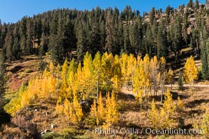 Aspens show fall colors in Mineral King Valley, part of Sequoia National Park in the southern Sierra Nevada, California