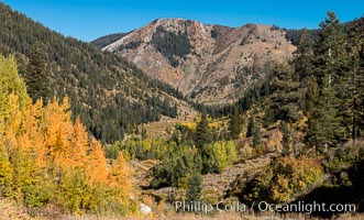 Aspens show fall colors in Mineral King Valley, part of Sequoia National Park in the southern Sierra Nevada, California