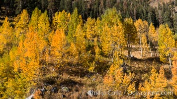 Aspens show fall colors in Mineral King Valley, part of Sequoia National Park in the southern Sierra Nevada, California