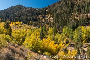 Aspens show fall colors in Mineral King Valley, part of Sequoia National Park in the southern Sierra Nevada, California