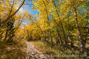 Aspens show fall colors in Mineral King Valley, part of Sequoia National Park in the southern Sierra Nevada, California