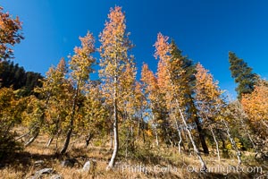 Aspens show fall colors in Mineral King Valley, part of Sequoia National Park in the southern Sierra Nevada, California