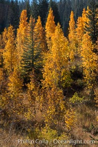 Aspens show fall colors in Mineral King Valley, part of Sequoia National Park in the southern Sierra Nevada, California