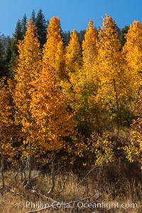 Aspens show fall colors in Mineral King Valley, part of Sequoia National Park in the southern Sierra Nevada, California