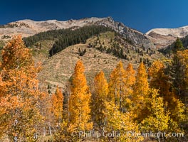 Aspens show fall colors in Mineral King Valley, part of Sequoia National Park in the southern Sierra Nevada, California