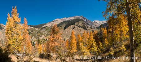 Aspens show fall colors in Mineral King Valley, part of Sequoia National Park in the southern Sierra Nevada, California