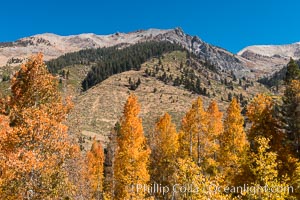 Aspens show fall colors in Mineral King Valley, part of Sequoia National Park in the southern Sierra Nevada, California