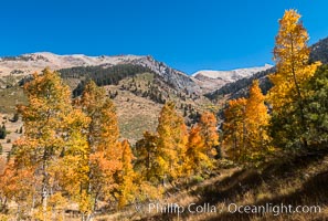 Aspens show fall colors in Mineral King Valley, part of Sequoia National Park in the southern Sierra Nevada, California