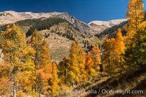 Aspens show fall colors in Mineral King Valley, part of Sequoia National Park in the southern Sierra Nevada, California