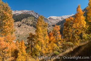 Aspens show fall colors in Mineral King Valley, part of Sequoia National Park in the southern Sierra Nevada, California