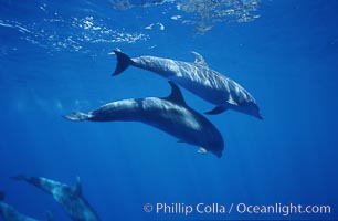 Pacific bottlenose dolphin, Tursiops truncatus, Maui