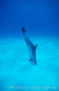 Atlantic bottlenose dolphin, foraging in sand. Bahamas, Tursiops truncatus, natural history stock photograph, photo id 00694