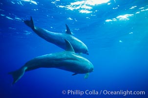 Pacific bottlenose dolphin swimming offshore of Guadalupe Island, Mexico. Guadalupe Island (Isla Guadalupe), Baja California, Tursiops truncatus, natural history stock photograph, photo id 00968