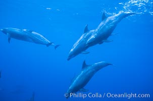 Pacific bottlenose dolphin, Tursiops truncatus, Guadalupe Island (Isla Guadalupe)