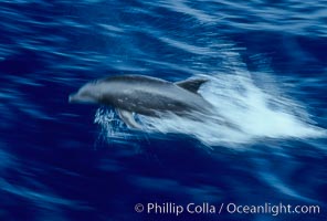 Bottlenose dolphin, Tursiops truncatus, Guadalupe Island (Isla Guadalupe)