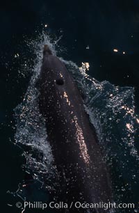 Atlantic  bottlenose dolphin, Tursiops truncatus