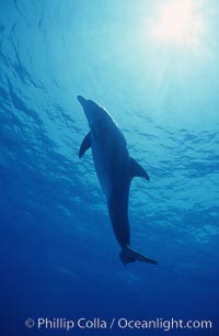 Atlantic  bottlenose dolphin, Tursiops truncatus