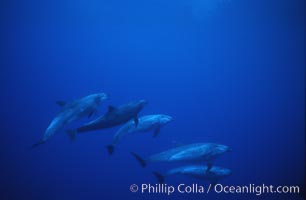 Pacific  bottlenose dolphin, Tursiops truncatus