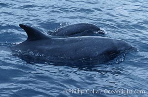 Pacific  bottlenose dolphin, Tursiops truncatus