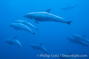 Pacific  bottlenose dolphin, Tursiops truncatus