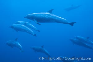 Pacific  bottlenose dolphin, Tursiops truncatus