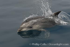 Pacific bottlenose dolphin breaches the ocean surface as it leaps and takes a breath.  Open ocean near San Diego, Tursiops truncatus