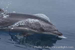 Pacific bottlenose dolphin hydrodynamically slices the ocean as it surfaces to breathe.  Open ocean near San Diego, Tursiops truncatus