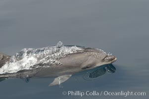 Pacific bottlenose dolphin hydrodynamically slices the ocean as it surfaces to breathe.  Open ocean near San Diego, Tursiops truncatus