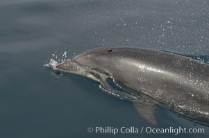 Pacific bottlenose dolphin opens its blowhole to breathe at the ocean surface.  Open ocean near San Diego, Tursiops truncatus