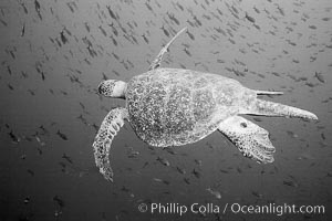 Sea Turtle, underwater, black and white.
