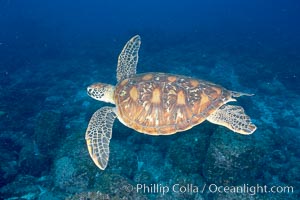 Turtle, Wolf Island