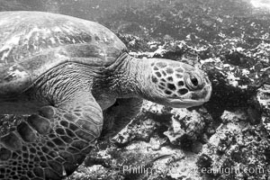 Turtle, Black and white / grainy, Bartolome Island