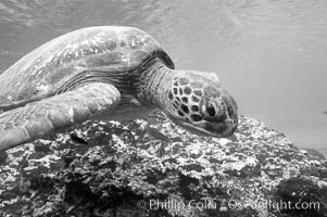 Turtle, Black and white / grainy. Bartolome Island, Galapagos Islands, Ecuador, natural history stock photograph, photo id 16387