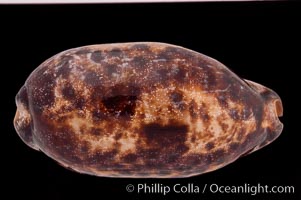 Turtle Cowrie, Cypraea testudinaria