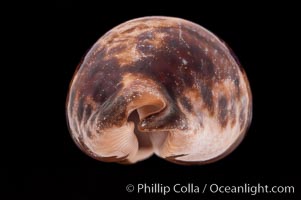 Turtle Cowrie, Cypraea testudinaria