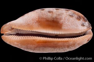 Turtle Cowrie, Cypraea testudinaria