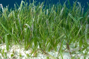 Turtle grass is the most common seagrass in the Caribbean, typically growing on sandy and coral rubble bottoms to a depth of 30 feet, Thalassia testudinum, Great Isaac Island