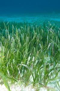 Turtle grass is the most common seagrass in the Caribbean, typically growing on sandy and coral rubble bottoms to a depth of 30 feet, Thalassia testudinum, Great Isaac Island