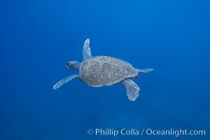 Turtle, Guadalupe Island (Isla Guadalupe)