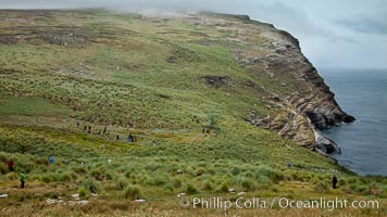 Tussock-grass covered hills, and seacliffs, at the Devil's Nose rookery of albatross, penguins and shags. Westpoint Island, Falkland Islands, United Kingdom, natural history stock photograph, photo id 23954