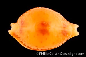 Twice Triple-spotted Cowrie, Cypraea bistrinotata