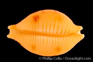 Twice Triple-spotted Cowrie, Cypraea bistrinotata