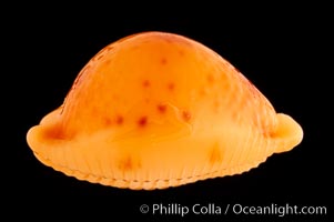 Twice Triple-spotted Cowrie, Cypraea bistrinotata