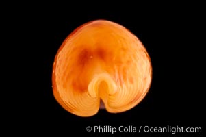 Twice Triple-spotted Cowrie, Cypraea bistrinotata