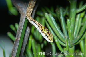 Twig snake.  The twig snake is back-fanged, having its short fangs situated far back in the mouth.  Its venom will subdue small prey such as rodents.  Its is well camouflaged, resembling a small twig or branch in the trees that it inhabits, Thelotornis capensis oatesii