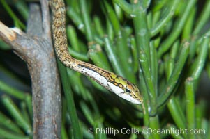 Twig snake.  The twig snake is back-fanged, having its short fangs situated far back in the mouth.  Its venom will subdue small prey such as rodents.  Its is well camouflaged, resembling a small twig or branch in the trees that it inhabits, Thelotornis capensis oatesii